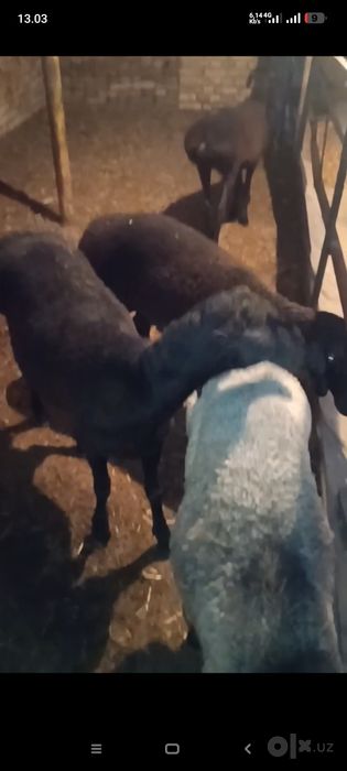 4 dona toʻxli sovliq qoʻy sotiladi