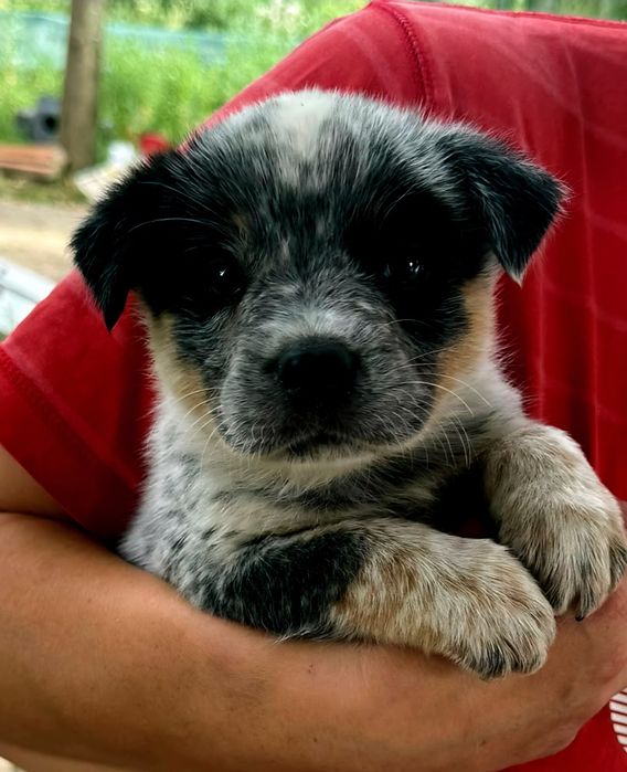 Australian Cattle Dog - mascul