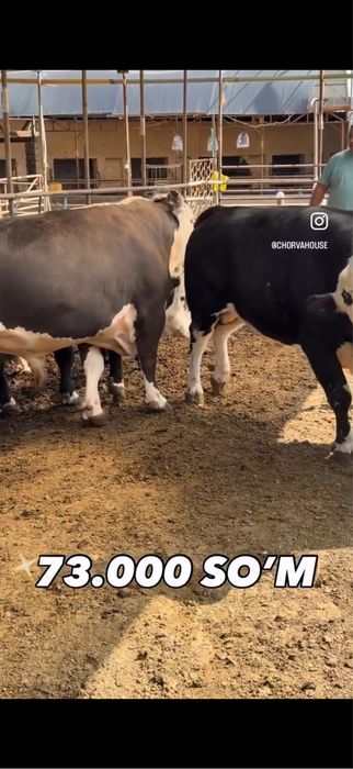 Gosht yonalishda tayor buqalar bor trik vazniga 70000 min somdan