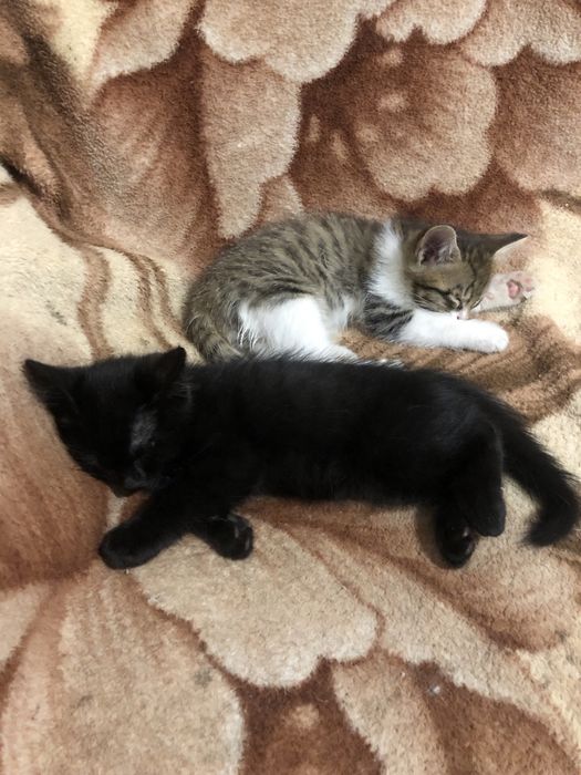 Отдам котят в хорошие руки