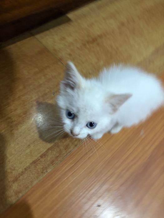 Срочно отдам котенка девочка