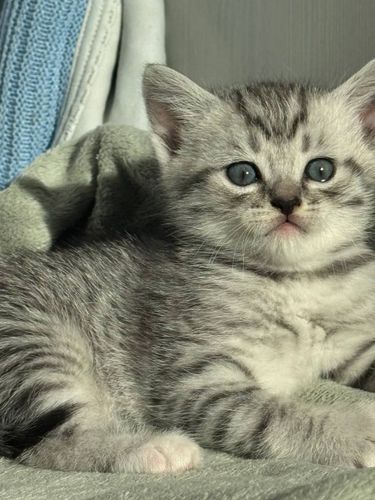 Фолд .1 месяц .Приучены.