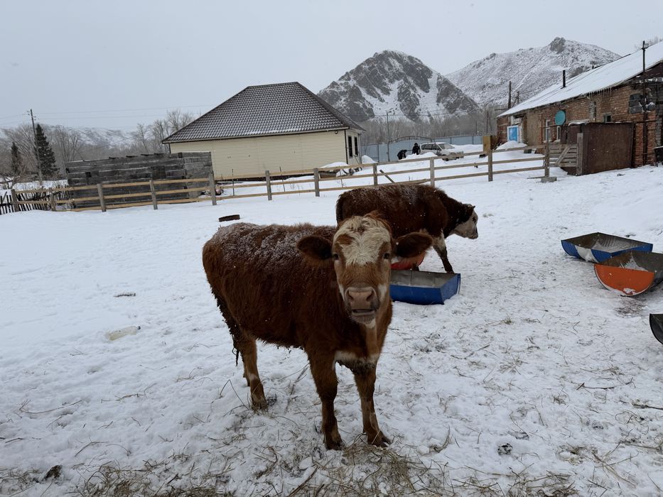 Продам бычков 1,5 годовалых