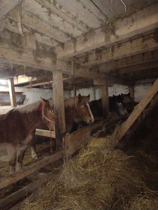 Cai de vanzare , manze gestante