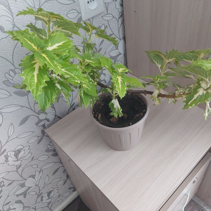 Продаются комнатные цветы