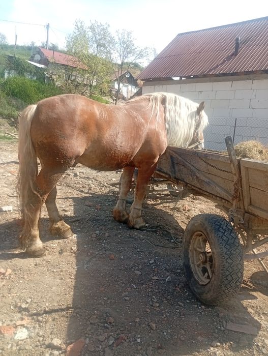 De vânzare hărmsar