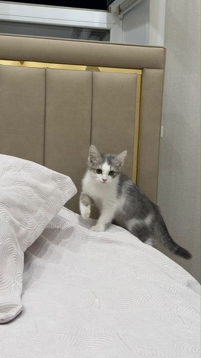 Котенок домашний
