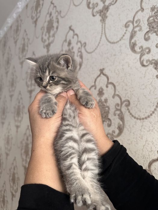 Продается котенок!