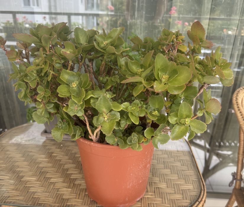 Цветя различни видове -1.50€-9€