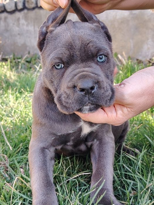 Cane Corso cu pedigree