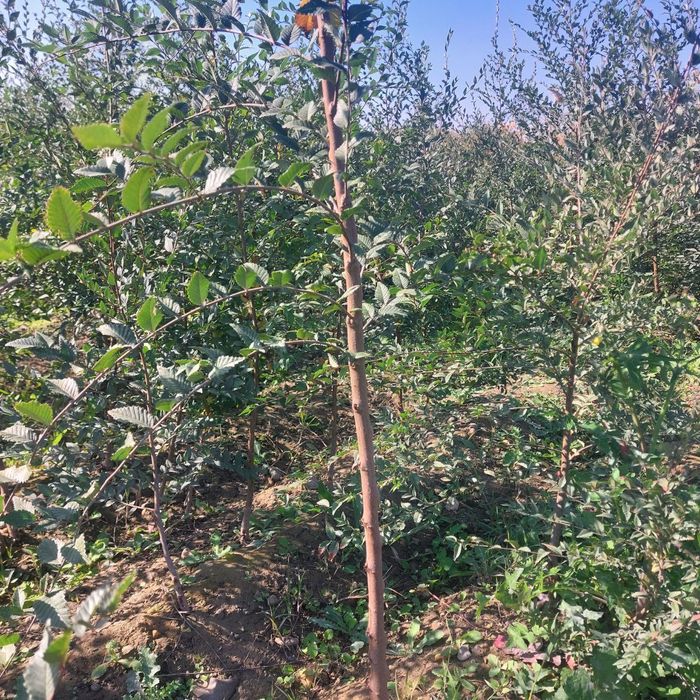 Manzarali daraxtlar tez va arzon narxlarda sotiladi