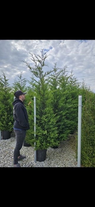 Leylandii verde de mai multe dimensiuni