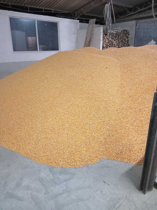 Porumb de vanzare 2025