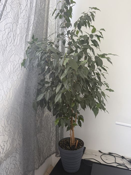 Алое (5 лет), фикус (2 молодых дерева)