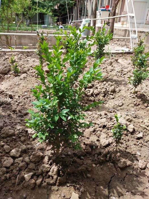 Shamshod Click 4-5 yillik