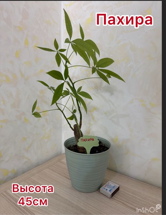 Продам цветок «Пахира»