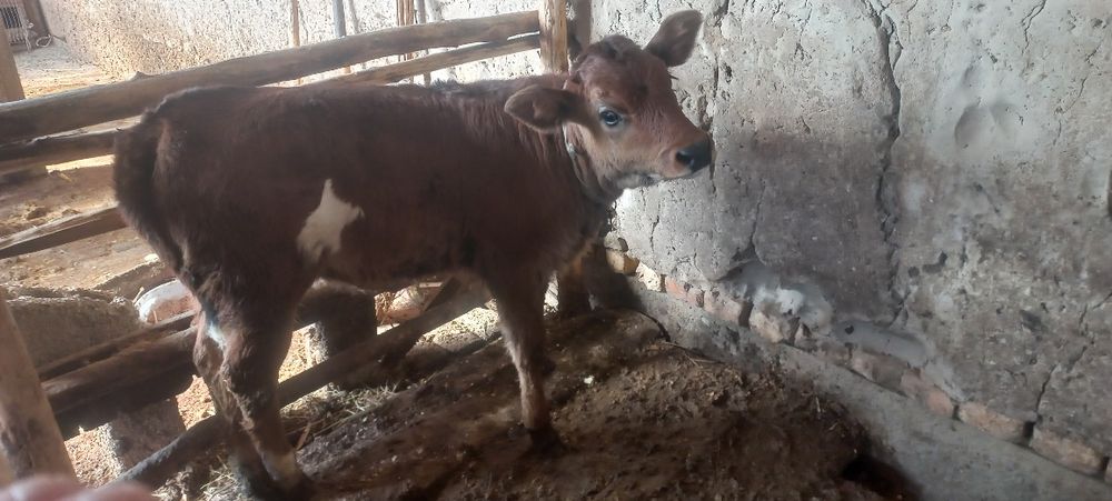 Ona bola sigir sotiladi bolasi urgochi