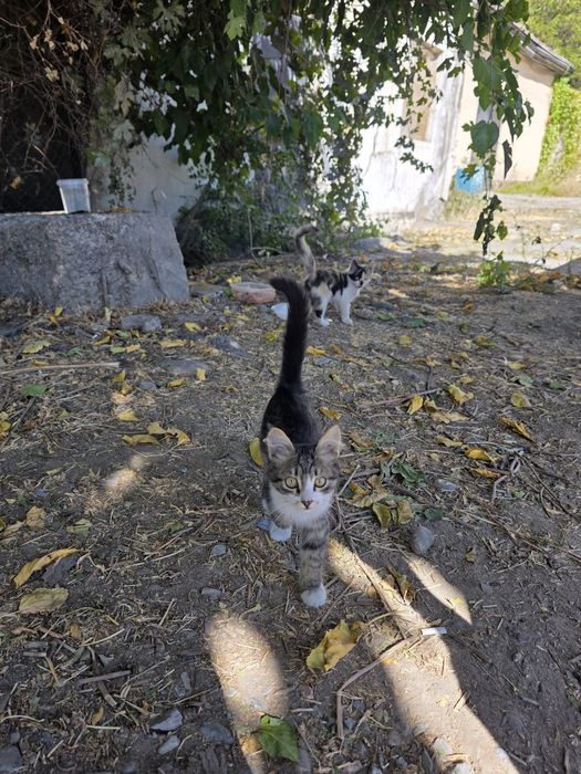 Котята бесплатно