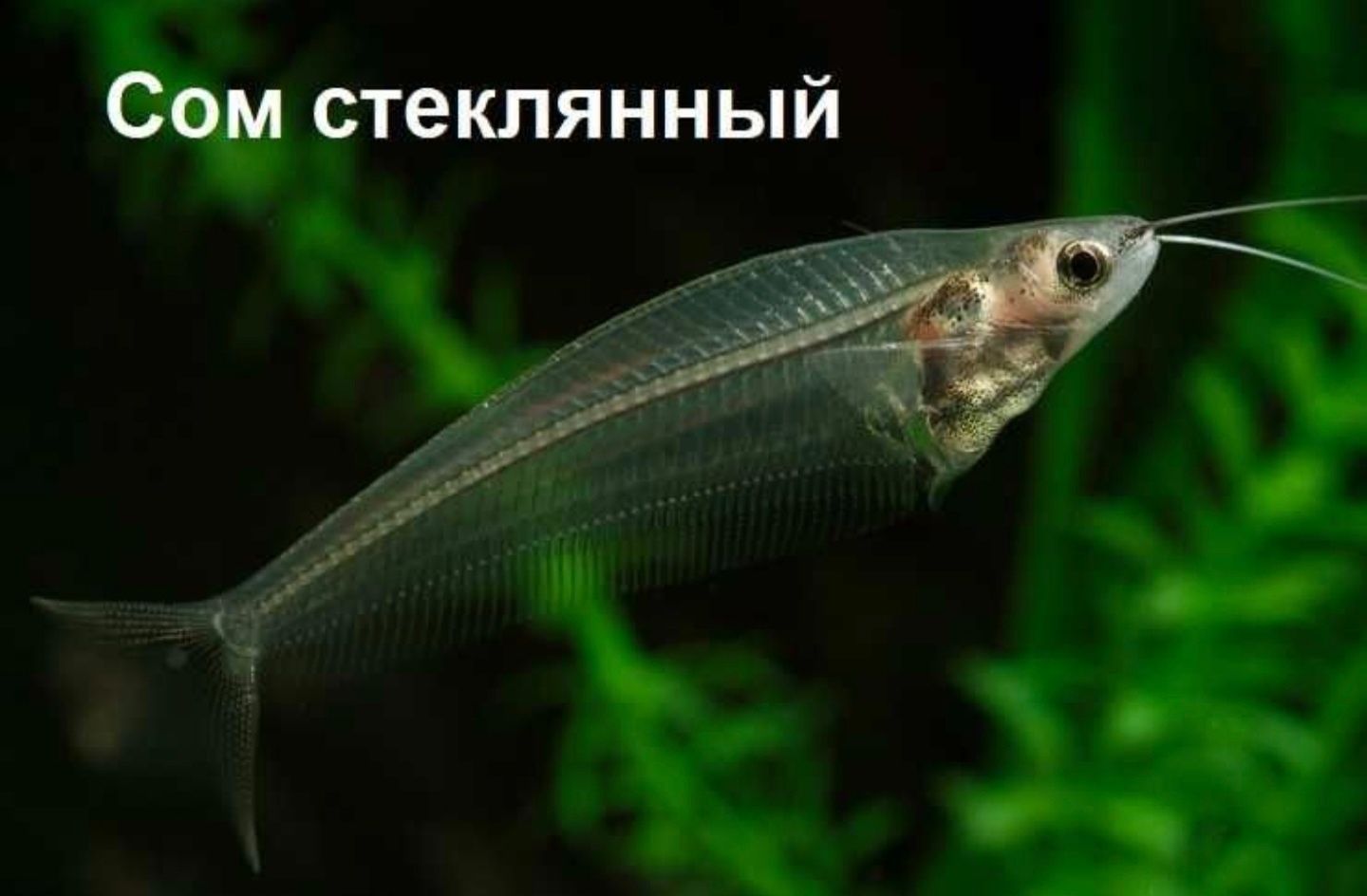 Снится прозрачная рыба. Стеклянный сомик аквариумная рыбка. Стеклянный индийский сомик. Индийский стеклянный сом (Kryptopterus bicirrhis). Сом стеклянный индийский двуусый.