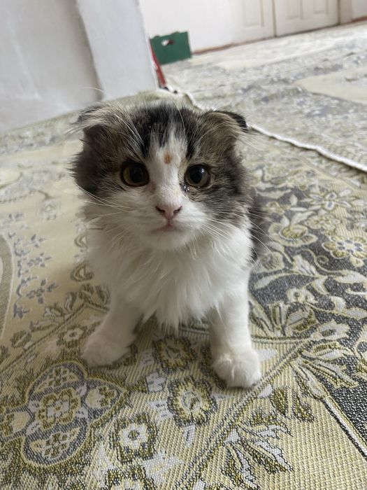 Кошка шотландский