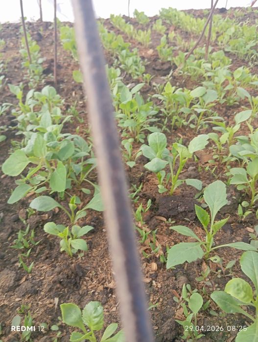 Рассада Помидоры Цветы