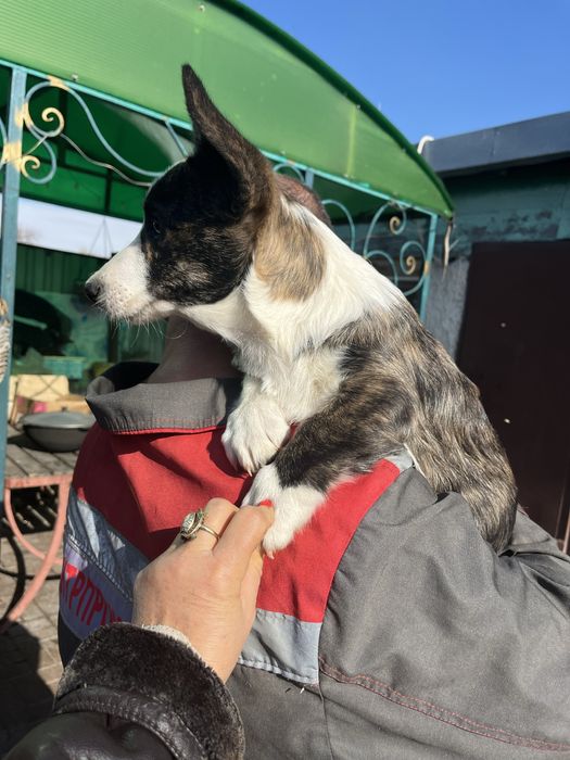 Вельш корги кардиган