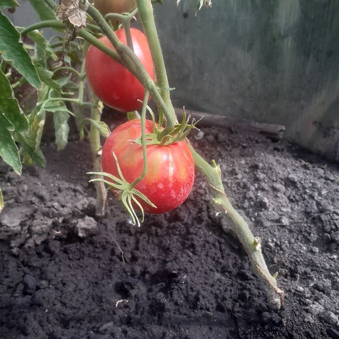 Продам домашние помидоры  сорт Бычье сердце