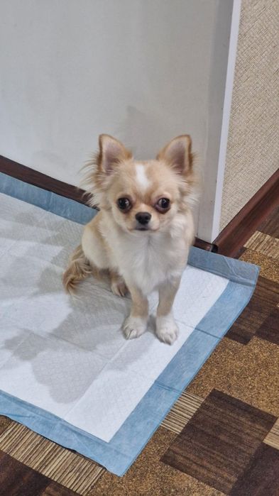 Продам щинка Чихуахуа