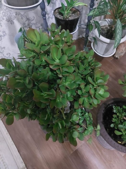 Гүл сатылады Талгар