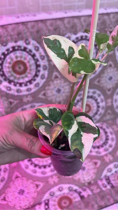 Комнатные цветы продам излишки