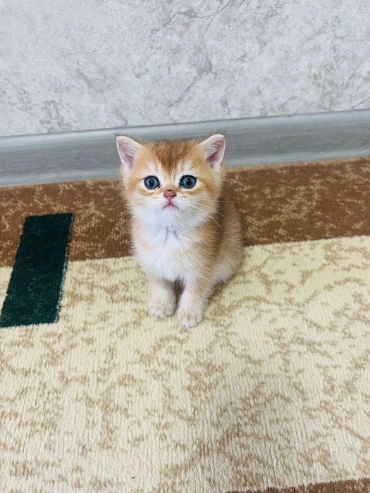 Серебристый шиншилла Шикарный чистокровный  золотая шиншилла.