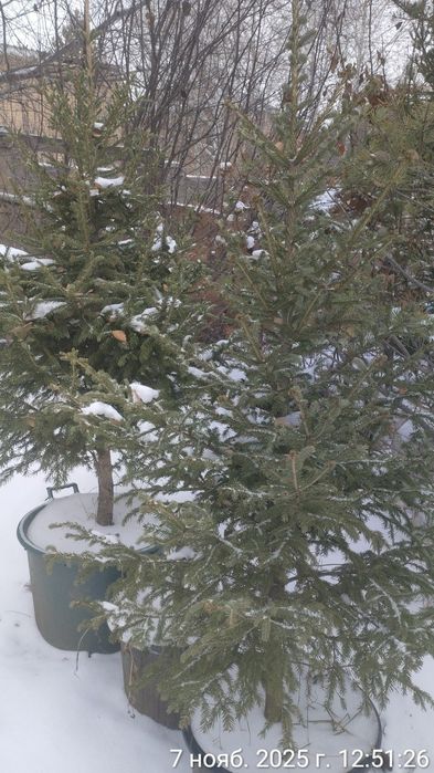Живые Новогодние ёлки