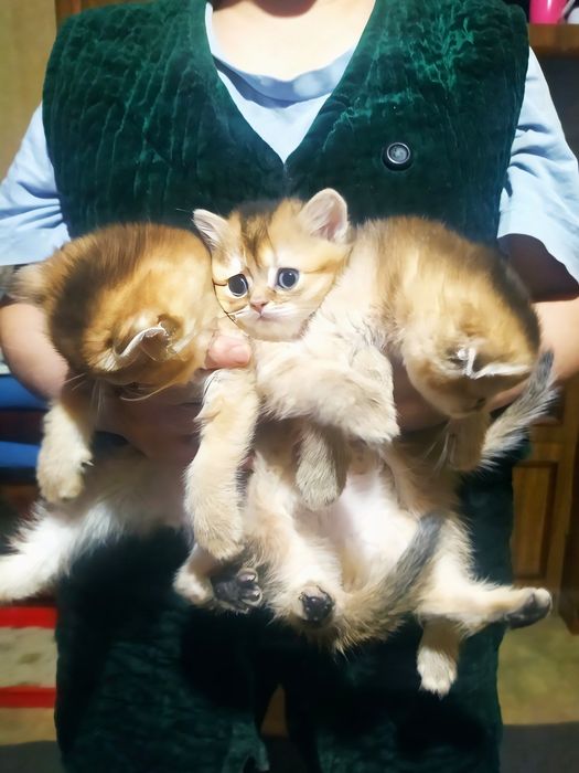 Золотая шиншилла