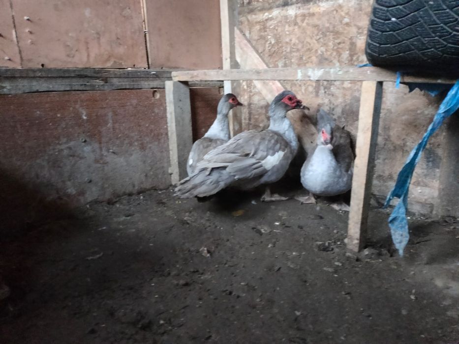 Продается лавандовая индоутка