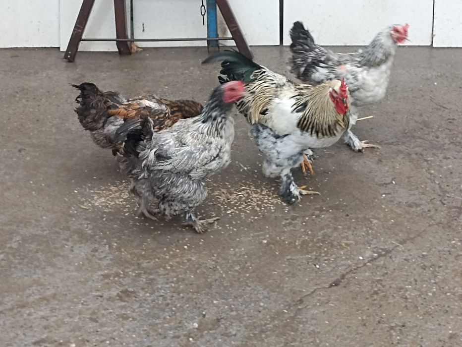 Куры ..тауктар коразымен