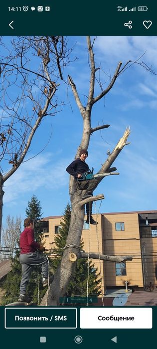 Спил дерево санитарных обрезка очистки территории