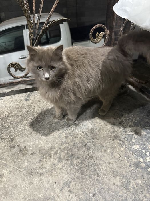 Коты в добрые руки