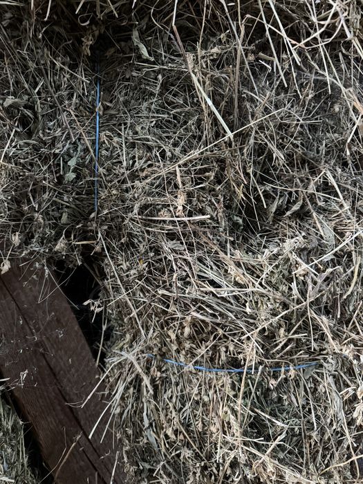 Vand lbaloti de lucerna