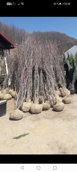 Mesteacăn, Magnolie, Brazi, Tuia, Catalpa, Prunus.