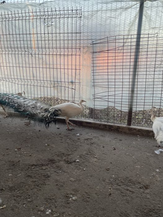 vând o pereche de păuni albi