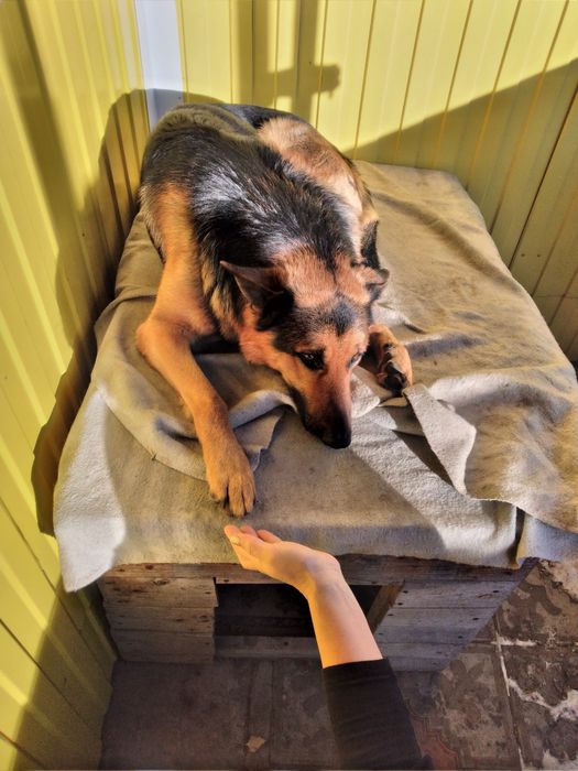 Щенки немецкой овчарки