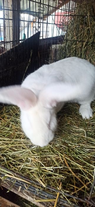 Uriaș alb mascul 8 luni.