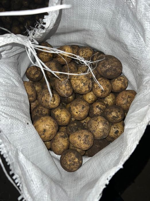 Картошка оптом  с Макинска