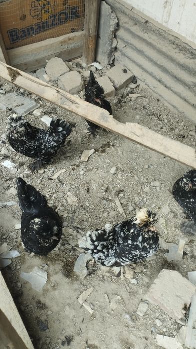 6 та зоттор йапончалар бир уйа 15 та тукуми билан