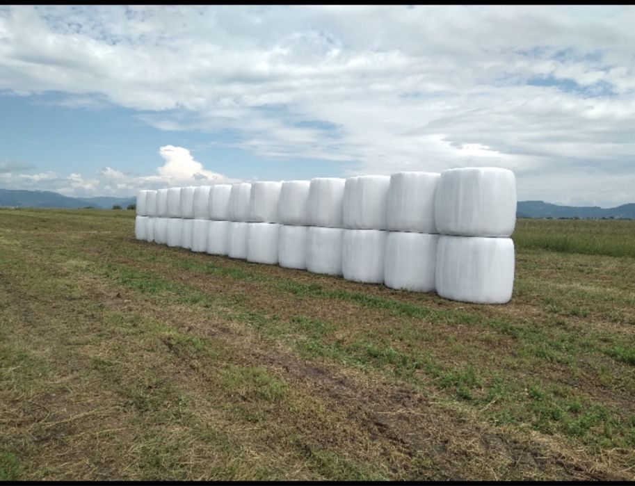 Baloti lucerna infoliat