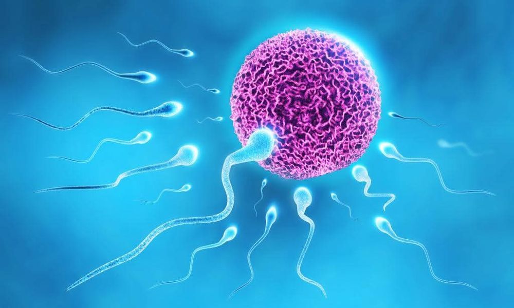 Inseminare artificiala - monta artificiala caini