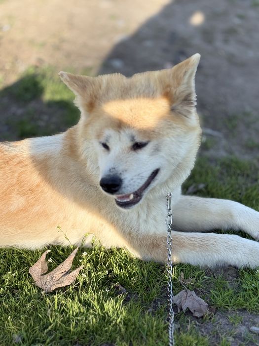 Продаются щенки породы Акита-ину , ХАТИКО
