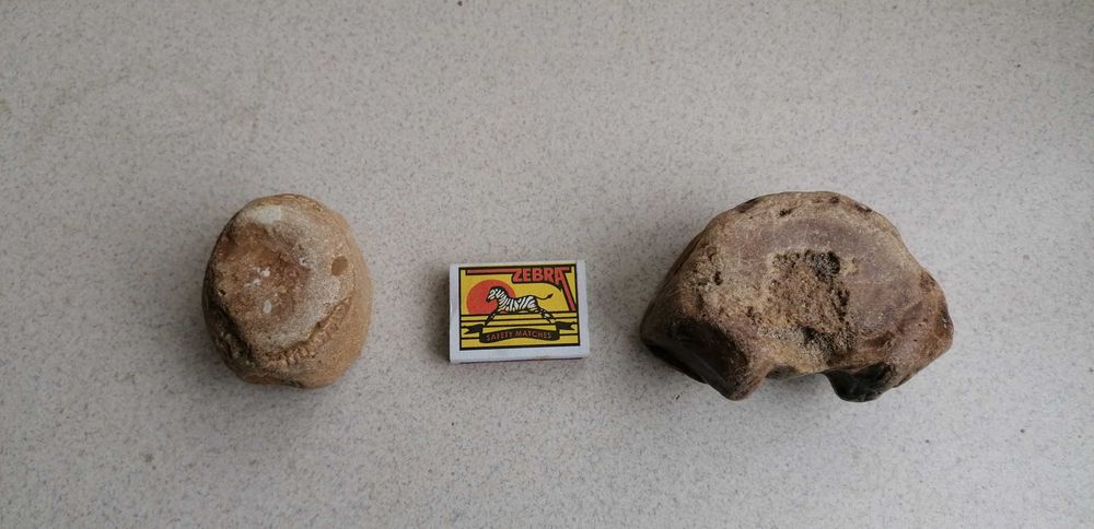 Фосили от морски бозайници