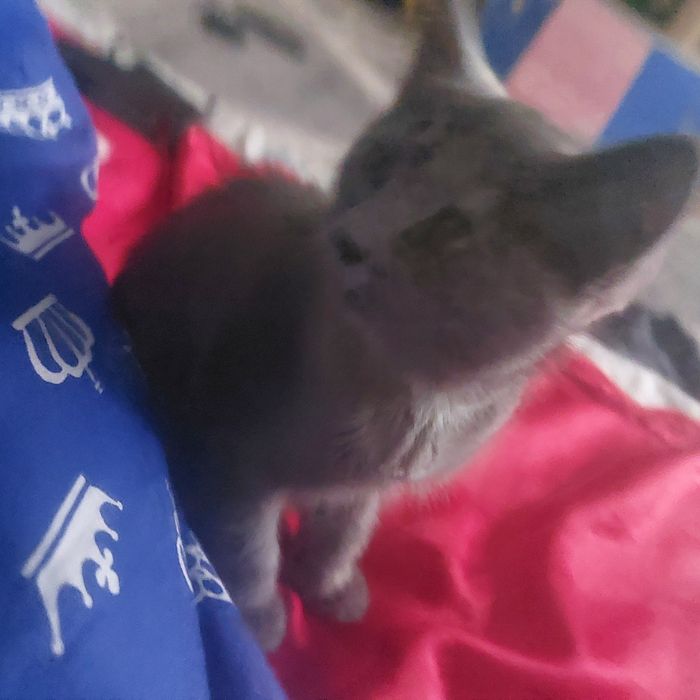 Котёнок в добрые руки