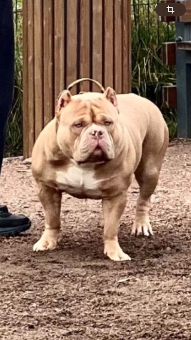 Вязка американский булли